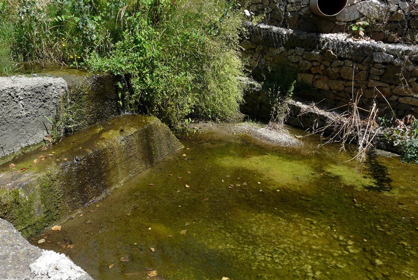 Rio Salivoli (Piombino) - rospi smeraldini in citt!